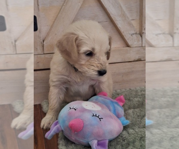 Medium Photo #7 Goldendoodle Puppy For Sale in LOUISA, VA, USA