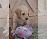 Small #6 Goldendoodle