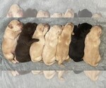 Puppy Black Male Labrador Retriever