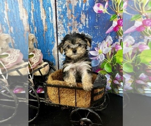 Doberman Pinscher Puppy for sale in CASSVILLE, MO, USA