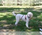 Small Photo #1 Bernedoodle Puppy For Sale in CABOOL, MO, USA