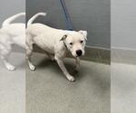 Small American Pit Bull Terrier Mix