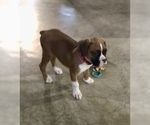 Small Photo #9 Boxer Puppy For Sale in APPLE CREEK, OH, USA