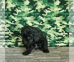 Small Photo #3 ShihPoo Puppy For Sale in SHAWNEE, OK, USA