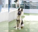 Small #4 German Shepherd Dog