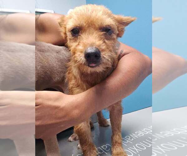 Medium Photo #2 Mutt Puppy For Sale in New York, NY, USA