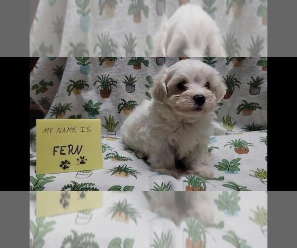 Medium Photo #7 Maltipoo (Miniature) Puppy For Sale in BROOKFIELD, MO, USA