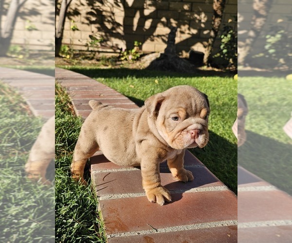 Medium Photo #2 Bulldog Puppy For Sale in RIVERSIDE, CA, USA