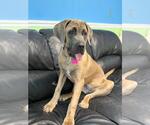 Small #1 Mastiff Mix