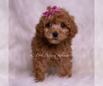 Small Photo #11 Maltipoo (Miniature) Puppy For Sale in WARSAW, IN, USA