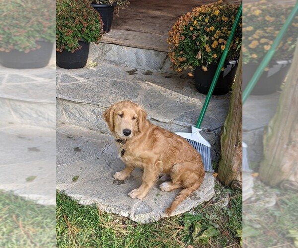 Medium Photo #1 Golden Retriever Puppy For Sale in SANDPOINT, ID, USA