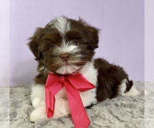 Havanese Puppy for sale in SUGARCREEK, OH, USA