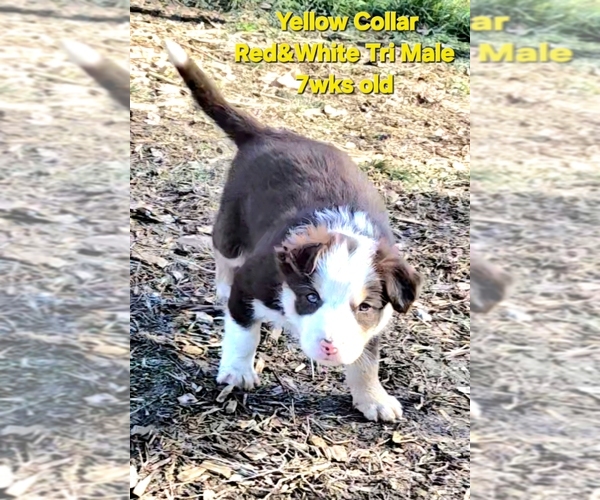 Medium Photo #56 Border Collie Puppy For Sale in BYBEE, TN, USA