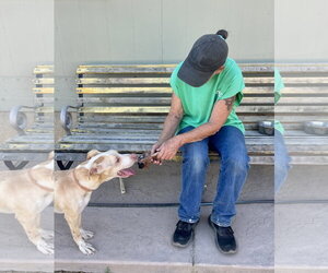 Bisquit - Male Unknown-Whippet Mix Dog for Adoption - Photo #4