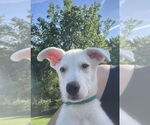 Small #3 Labrador Retriever Mix