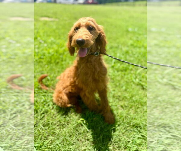Medium Photo #2 Goldendoodle Puppy For Sale in Pacolet, SC, USA