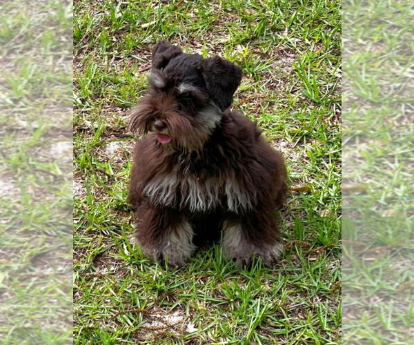 Medium Photo #1 Schnauzer (Miniature) Puppy For Sale in SMITHVILLE, MS, USA