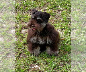 Father of the Schnauzer (Miniature) puppies born on 05/06/2026