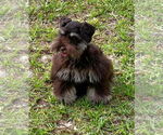 Small Photo #1 Schnauzer (Miniature) Puppy For Sale in SMITHVILLE, MS, USA