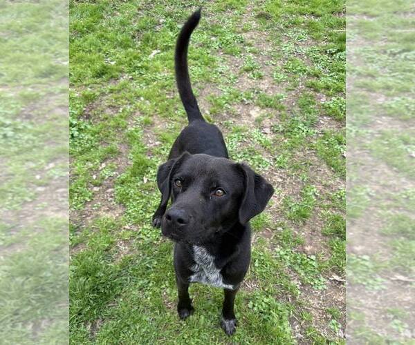 Medium Photo #7 Labrador Retriever-Mountain Cur Mix Puppy For Sale in Shreveport, LA, USA