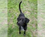 Small #6 Labrador Retriever-Mountain Cur Mix