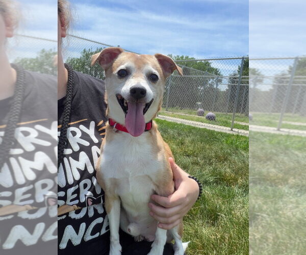 Medium Photo #2 Jack Russell Terrier Puppy For Sale in Pierceton , IN, USA