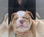 Small Photo #6 Bulldog Puppy For Sale in CORONA, CA, USA