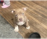 Puppy Mahogany American Bully