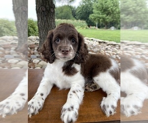 Cockapoo Puppy for sale in HONEY BROOK, PA, USA