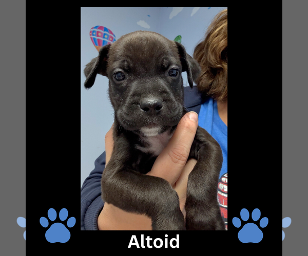 Medium Photo #1 Mutt Puppy For Sale in GILBERTS, IL, USA