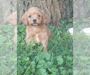 Cavapoo (Miniature) Puppy for sale in CARLISLE, KY, USA