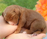 Puppy Lanson Cavapoo