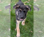 Small German Shepherd Dog
