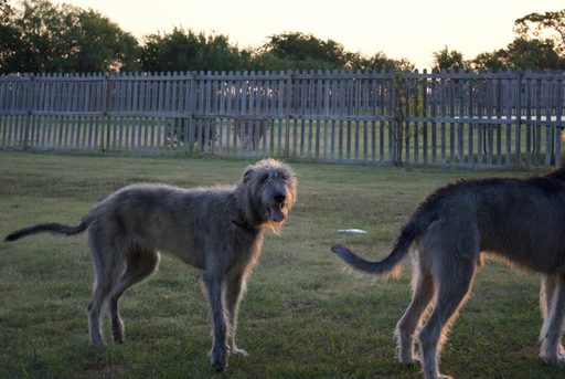 Medium Photo #1 Irish Wolfhound Puppy For Sale in NEW BRAUNFELS, TX, USA