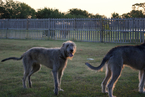 Small Photo #1 Irish Wolfhound Puppy For Sale in NEW BRAUNFELS, TX, USA