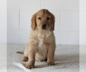 Golden Retriever Puppy for sale in FREDERICKSBURG, OH, USA
