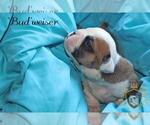 Small Photo #15 Olde English Bulldogge Puppy For Sale in WRIGHT CITY, MO, USA