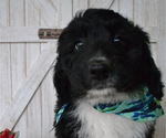 Small Photo #1 Aussiedoodle Puppy For Sale in PLEASANT HILL, MO, USA