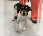Small #2 Beagle Mix