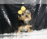 Small #3 Morkie