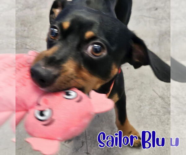 Medium Photo #8 Dachshund Puppy For Sale in San Antonio, TX, USA
