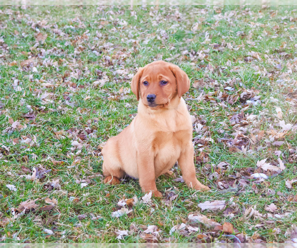 Medium Photo #5 Labrador Retriever Puppy For Sale in SYRACUSE, IN, USA