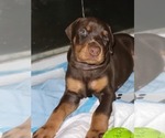 Small Photo #4 Doberman Pinscher Puppy For Sale in WILLIAMSTON, SC, USA
