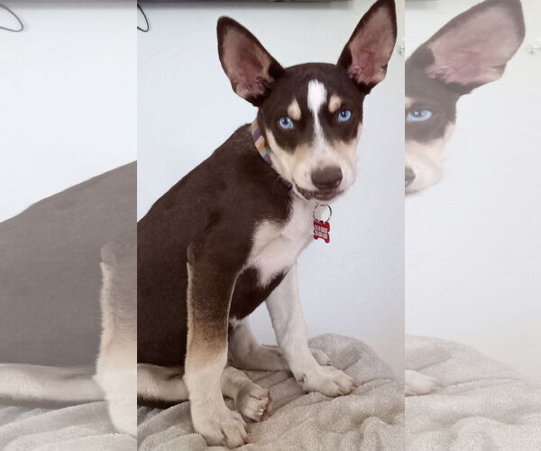 Medium Photo #3 Australian Kelpie-Unknown Mix Puppy For Sale in Escondido, CA, USA