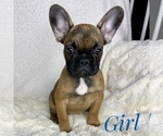 Small Photo #10 French Bulldog Puppy For Sale in BOTHELL, WA, USA