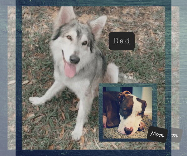 Medium Photo #6 Siberian Husky-Unknown Mix Puppy For Sale in The Woodlands, TX, USA