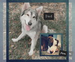 Small #5 Siberian Husky Mix