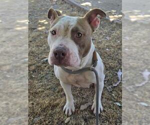 American Pit Bull Terrier Dogs for adoption in Martinez, CA, USA