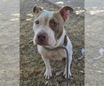 Small American Pit Bull Terrier