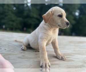 Labrador Retriever Puppy for sale in LAWRENCEBURG, TN, USA